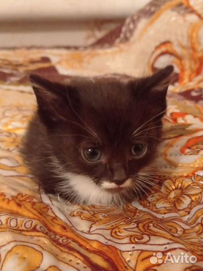 Кота отдам бесплатно