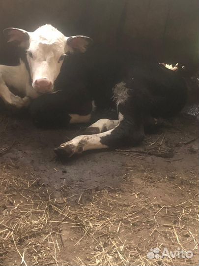 Корова с теленком(бычок)на подсос