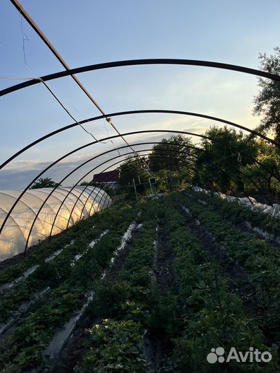 Теплица бу дуги