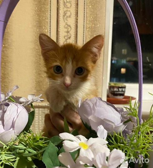 Рыжий котенок девочка