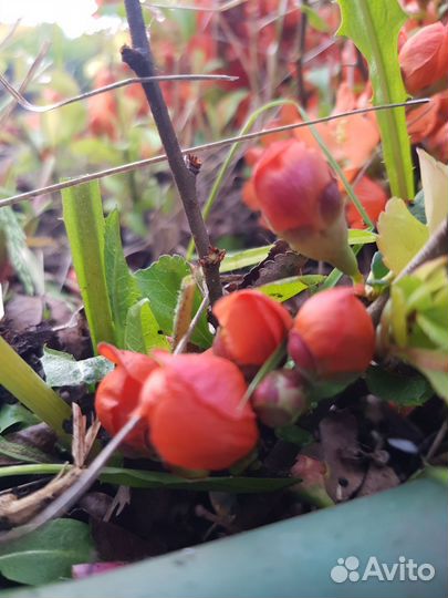 Айва японская