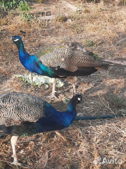 Индийский павлин