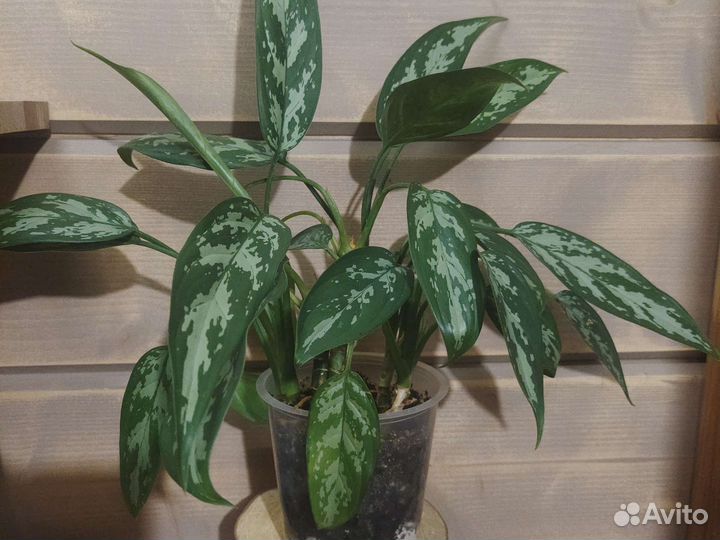 Аглаонема мария