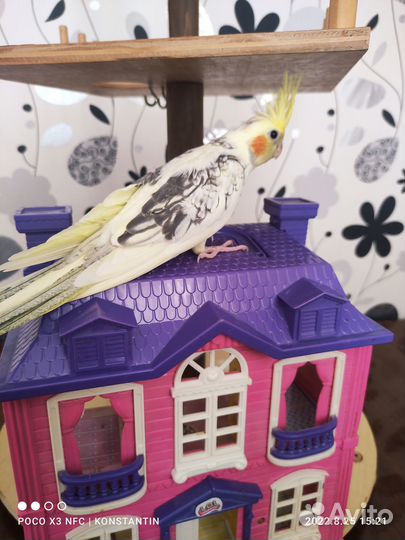 Продам птенцов попугая корелла возраст 1,5 месяца