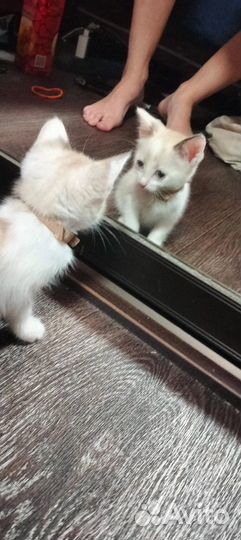 Найден котенок