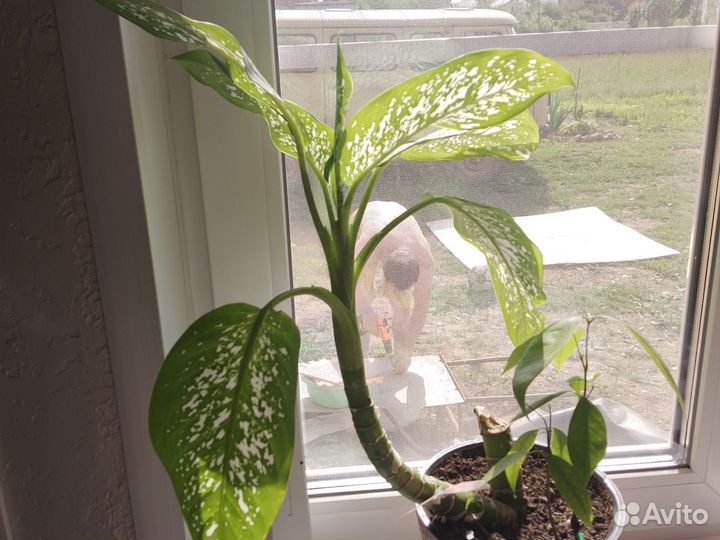 Диффенбахия