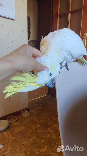 Попугай какаду желтохохлый соломонский