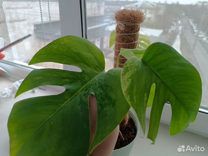 Монстера ауреа