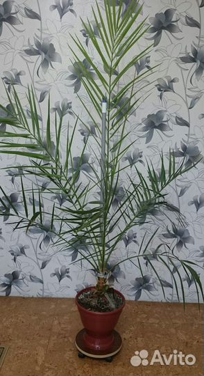 Финиковая пальма