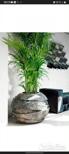Пальма с горшком