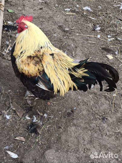 Петухи,кролики