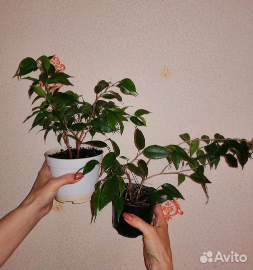Фикус Бенджамина, кудрявый