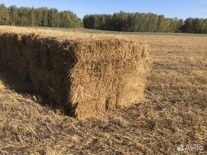 Солома