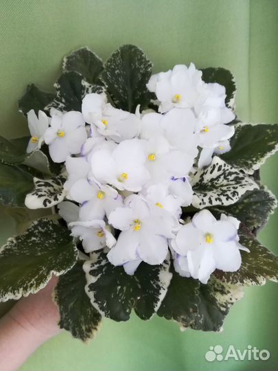 Фиалки. Пермь, Ферма, Горный, Фролы