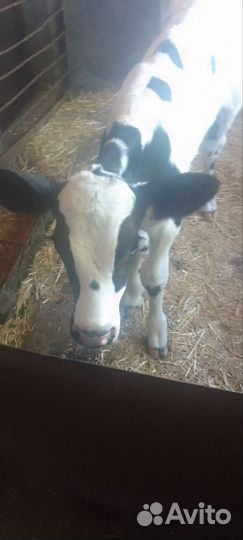 Продается телочка
