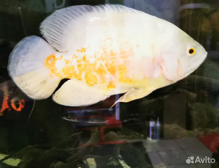 Астронотусы