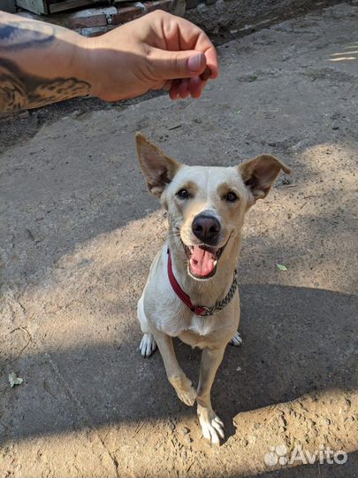 Собака в добрые руки