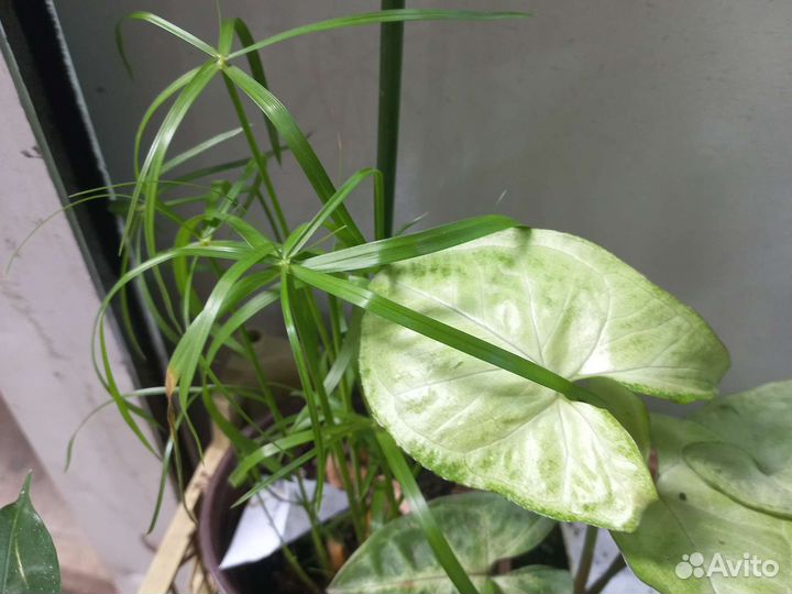 Комнатные цветы