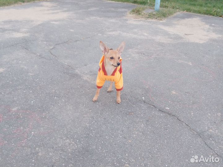 Собака в добрые руки