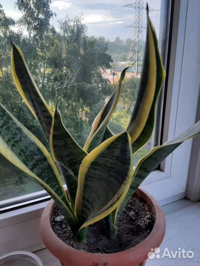 Сансевиерия