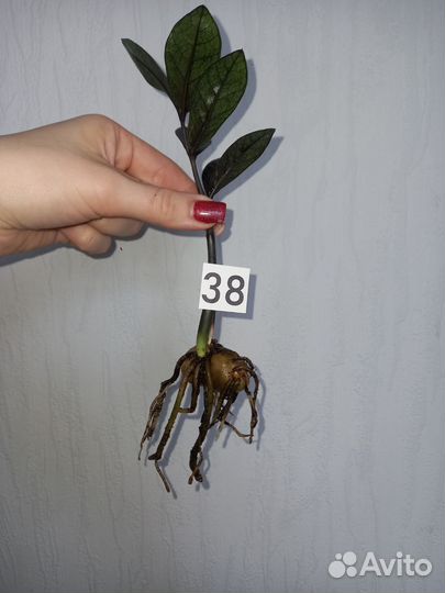 Замиокулькас блек равен