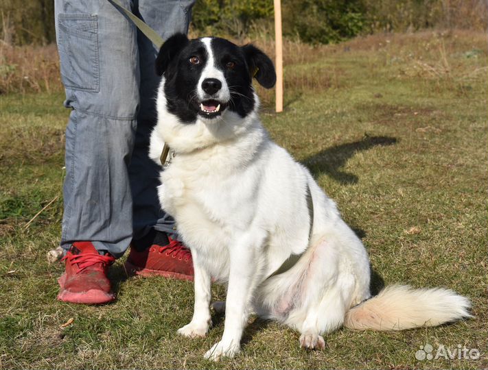 Собака в добрые руки