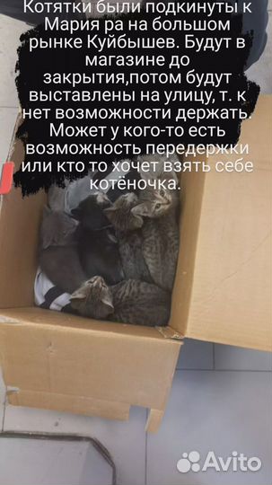 Котята в добрые руки бесплатно