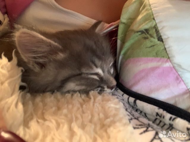 Котенок мальчик серый