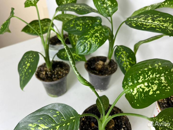 Диффенбахия саженцы декоративные комнатные цветы