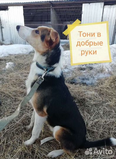 Кобелек Тони ищет дом