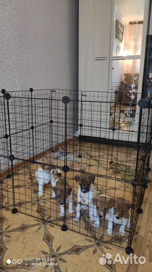 Щенки джек рассел терьер