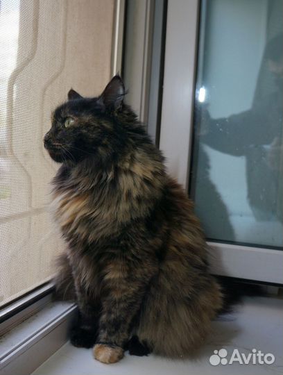 Кошка Марго в добрые руки