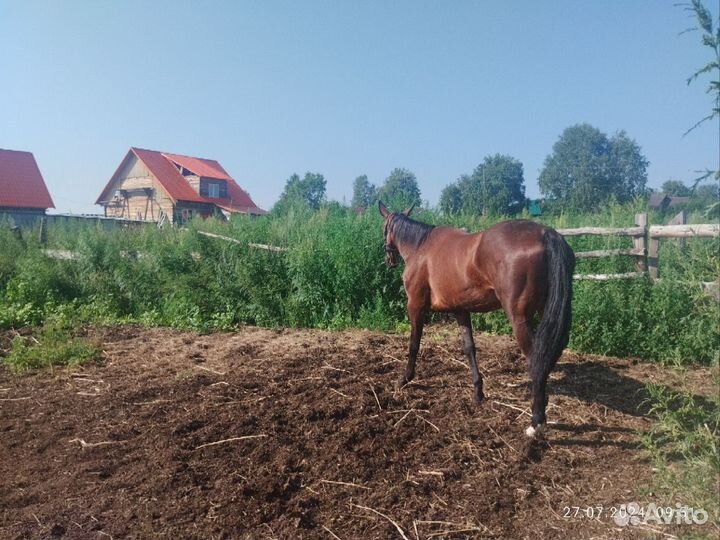 Кобыла русской рысистой породы