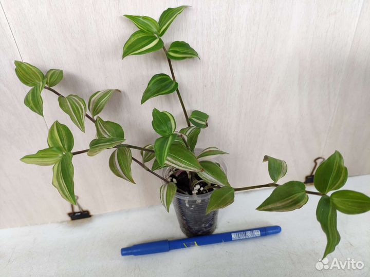 Укорененные растения 8