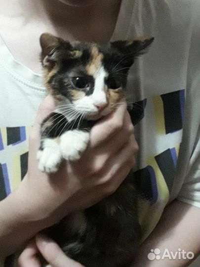 Котятки девочки