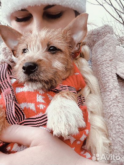 Девочка метис Йорка