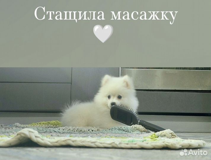 Шпиц