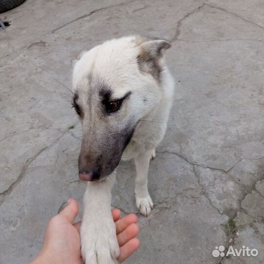 Собака в добрые руки отдам бесплатно