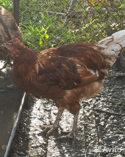 Домашняя птица