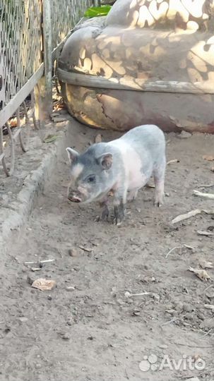 Вьетнамские вислобрюхие поросята 1мес