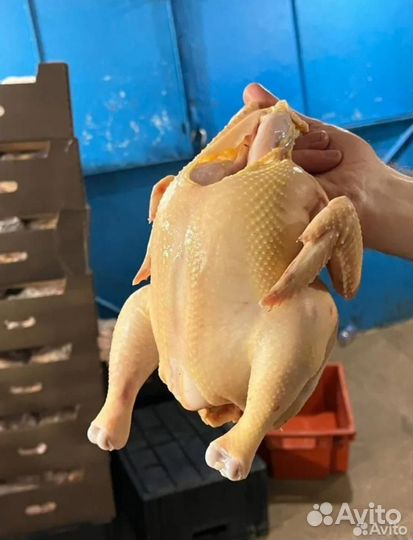 Тушки мясо бройлеров