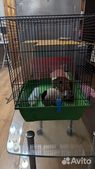 2 Клетки для грызунов за одну цену