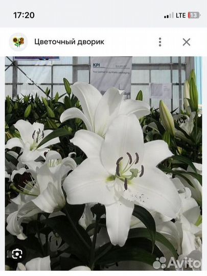 Лилии луковицы