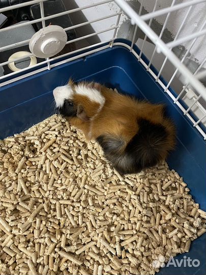 Крыса с клеткой бесплатно