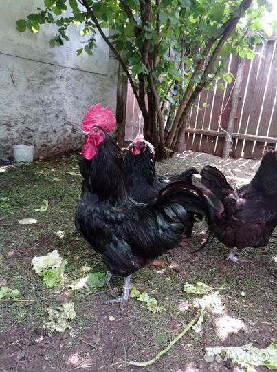 Яйца кур синь синь дянь для инкубации