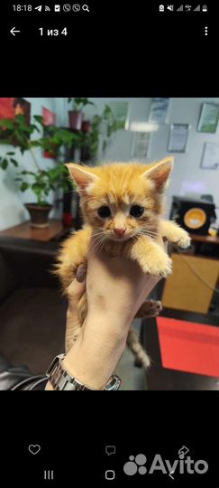 Кошка котёнок мальчик ищет дом