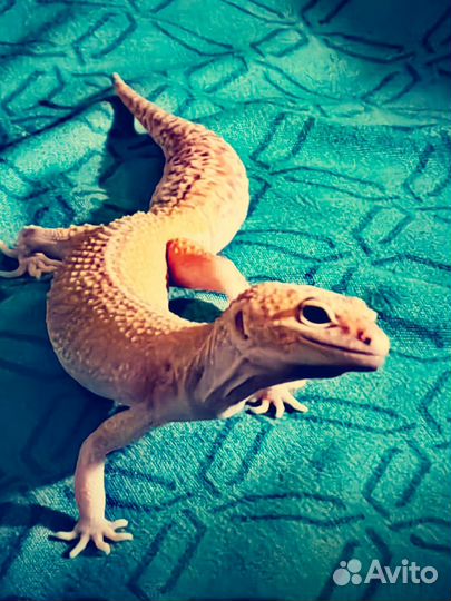 Эублефар с террариумом