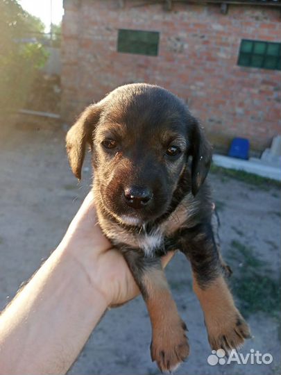 Щенки ягдтерьер