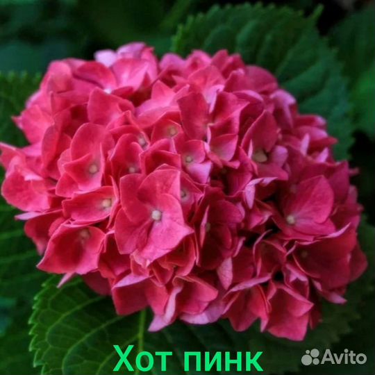 Гортензия сбежавшая невеста