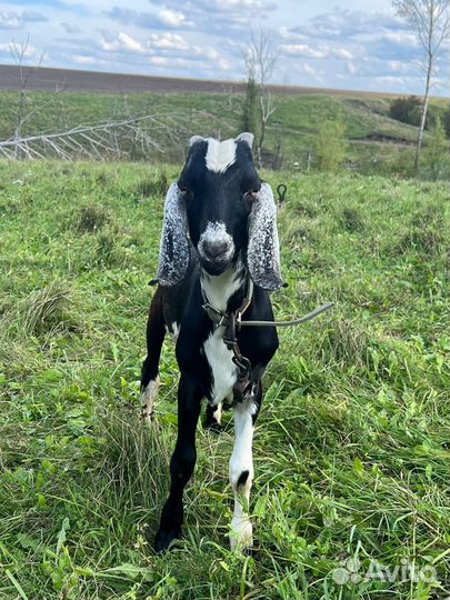 Нубийские козы